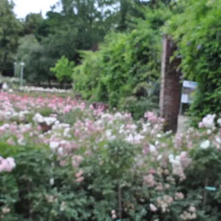 Pod Starymi Lipami Habitación en casa particular