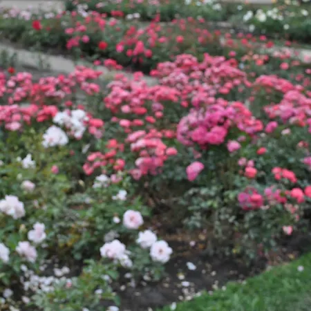 Habitación en casa particular Pod Starymi Lipami Szczecin