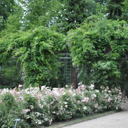 Pod Starymi Lipami *