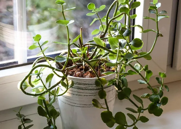 Privat bolig Pod Starymi Lipami