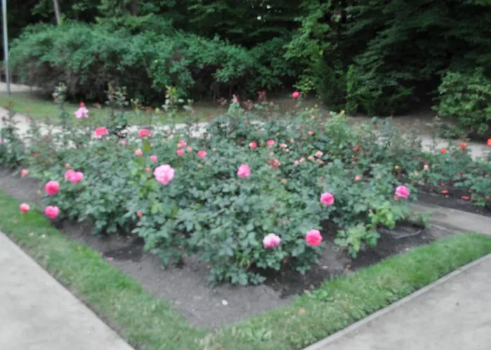 Pod Starymi Lipami * Stettin