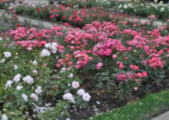 Homestay Pod Starymi Lipami Szczecin