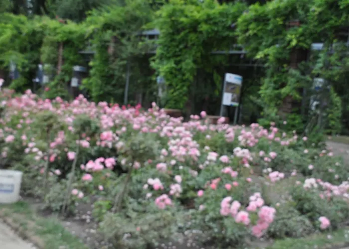 Homestay Pod Starymi Lipami